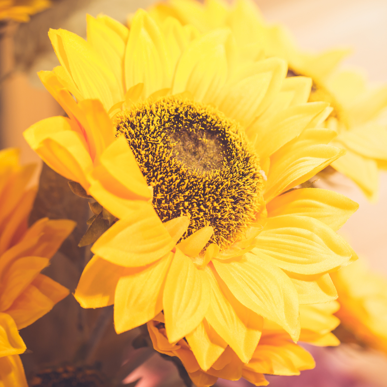 Sunflower Seed Oil & Wax