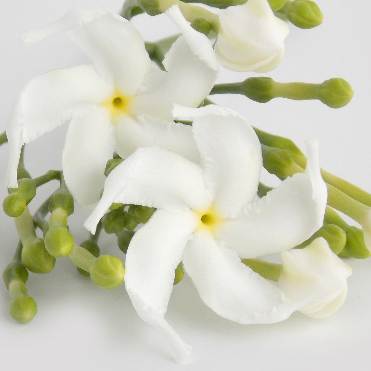ATHR Beauty Ingredients | Gardenia Taitensis (Tiare) Flower  THR Beauty