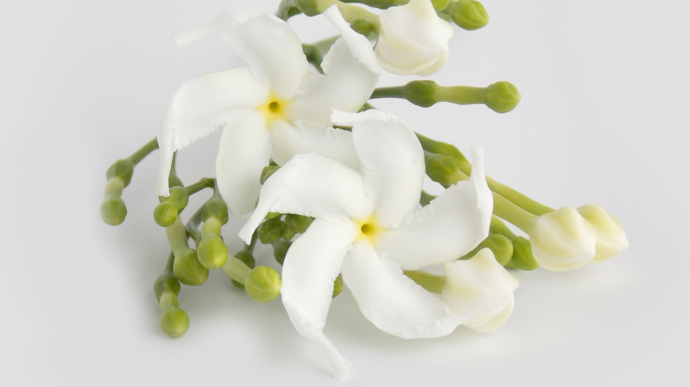 Tiare Flower