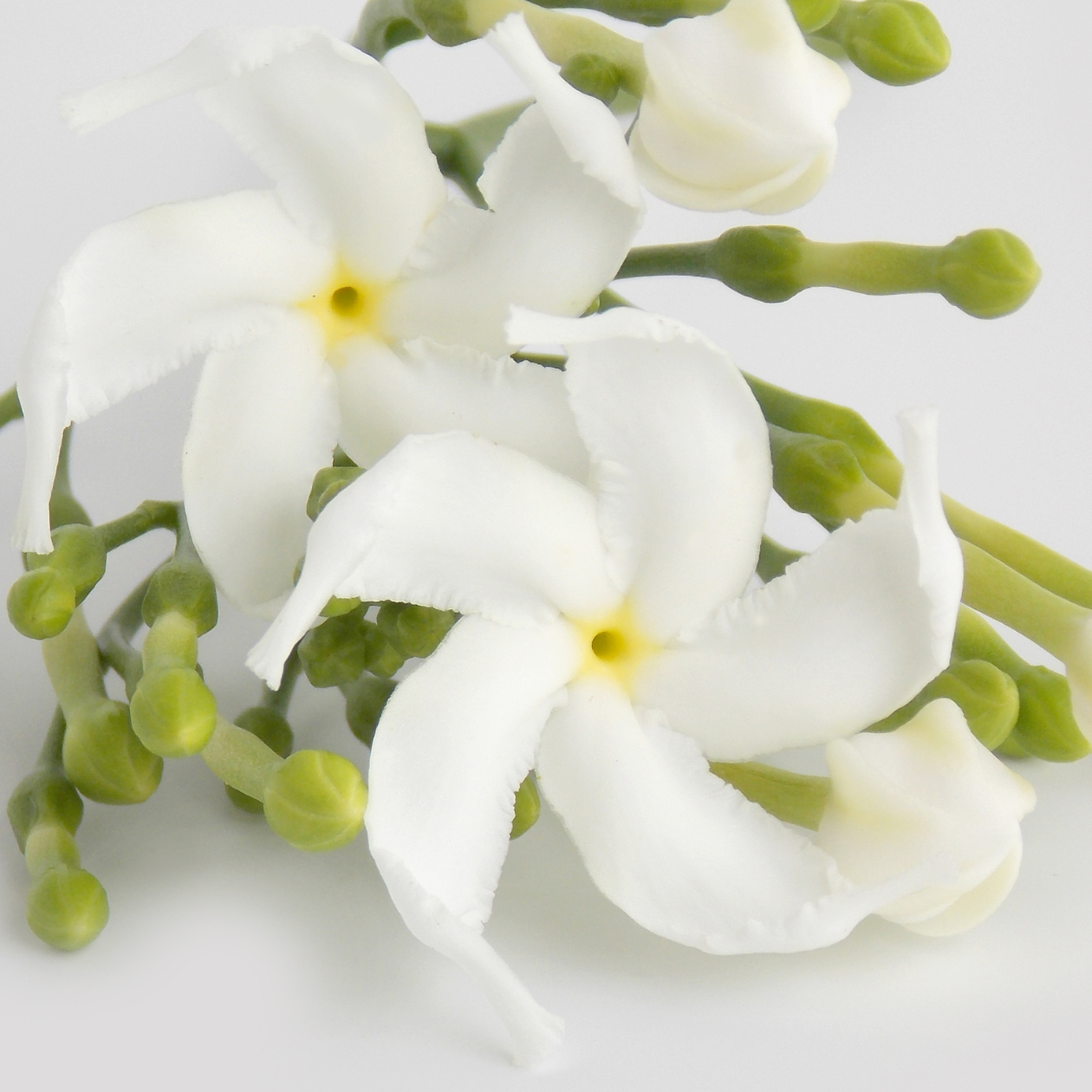 Tiare Flower