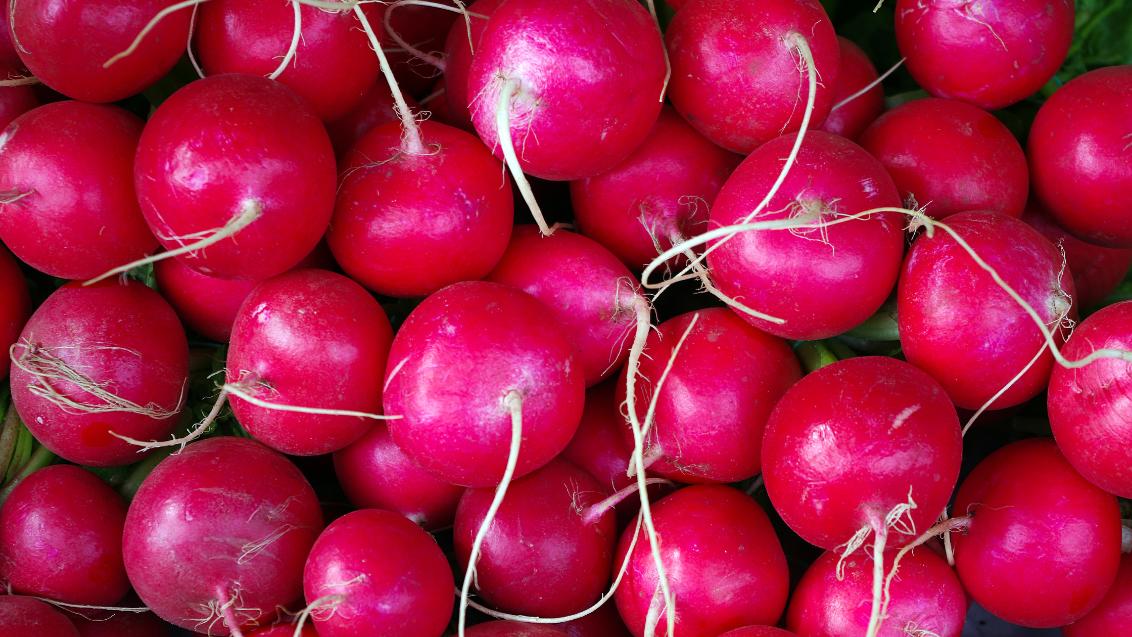 Leuconostoc/Radish Root Ferment Filtrate