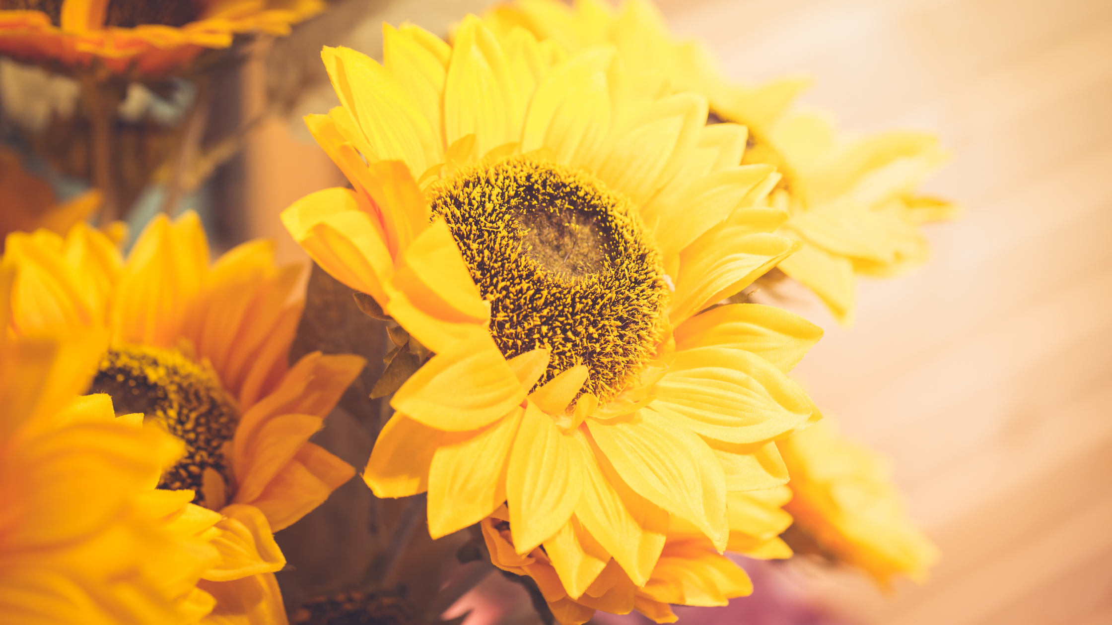 Sunflower Seed Oil & Wax